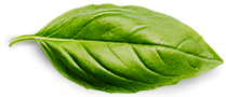 Ecom Connect Contact Information and FAQ Guide Basil Leaf